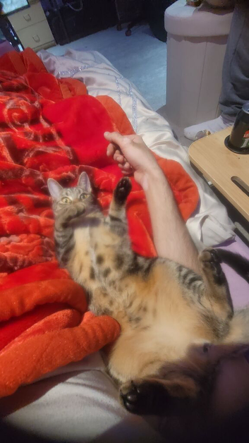 Tabby cat
