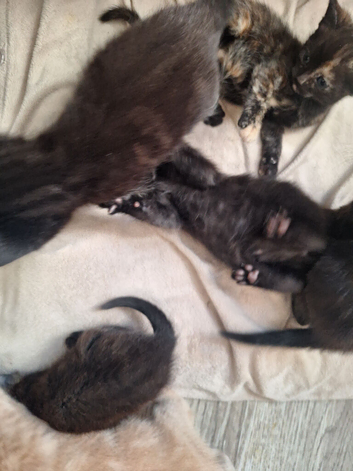 5 gorgeous kittens.