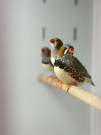 Zebra finches