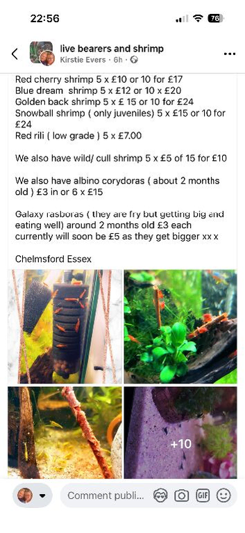 CPDs, albino corydora and shrimp for sale
