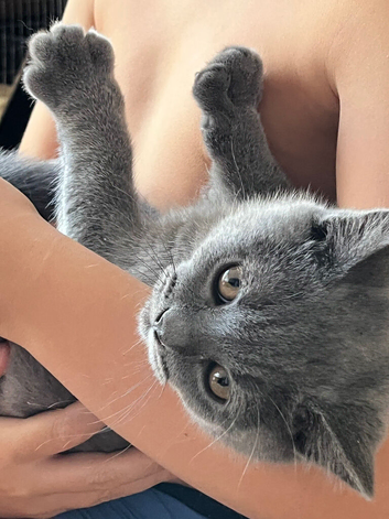 Boy kitten ready now