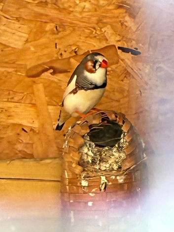 1 young pied male