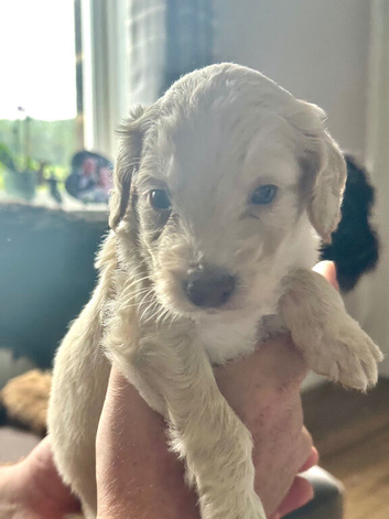 Beautiful F1b cockapoo pups for sale