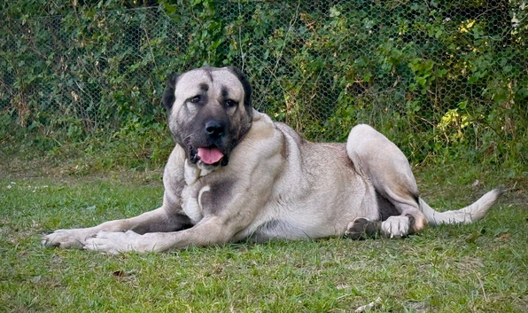 3 year old female Kangal