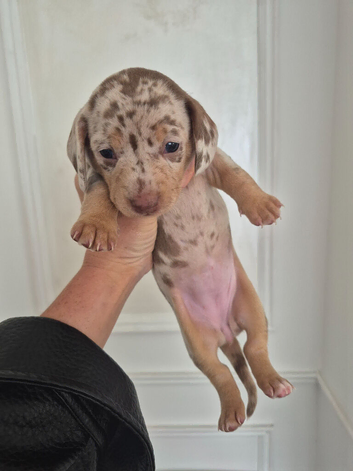 Mini dachshund
