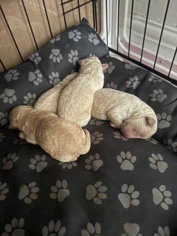Stunning Poochon F2 puppies for sale