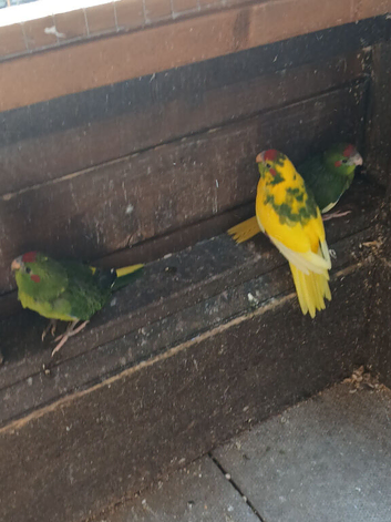 Kakariki babies, this years.