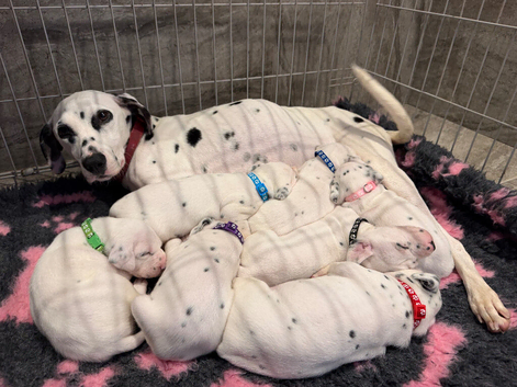 QUALITY DALMATIAN PUPPIES