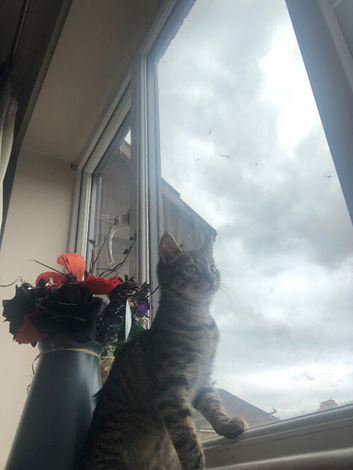 Female tabby kitten