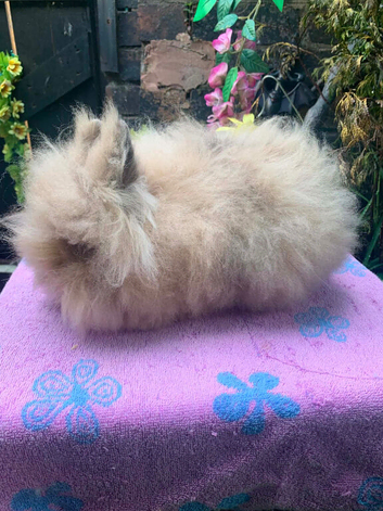Lionhead Bunnies
