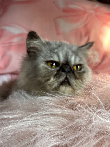 Flat faced exotic Persian cat