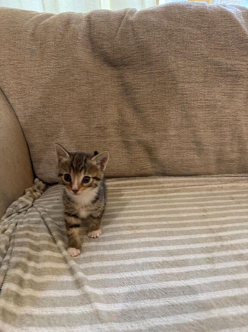 4 kittens