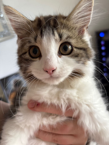 kitten girl