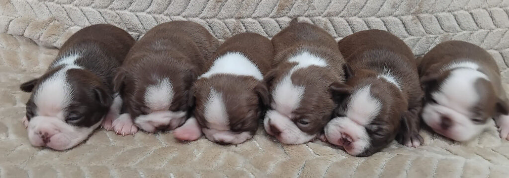 Gorgeous KC reg Boston terrier pups