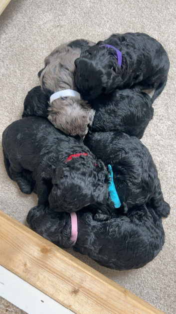F1b Cockapoo puppy&rsquo;s