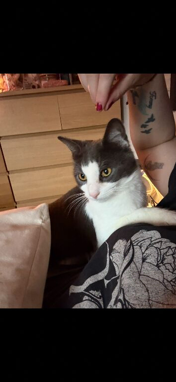Male cat