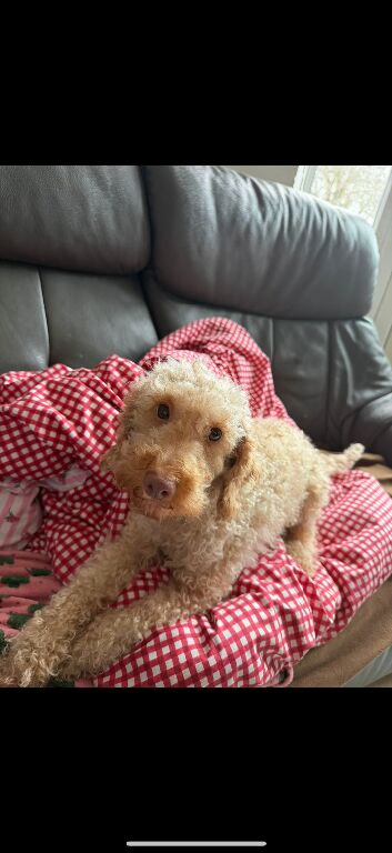 Cockapoo puppies