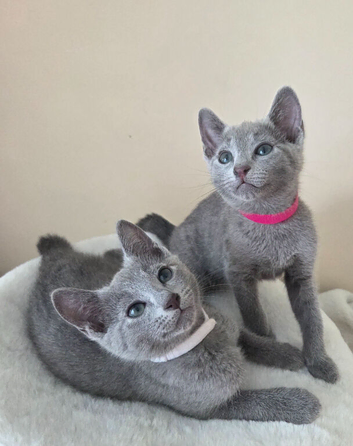 Russian blue