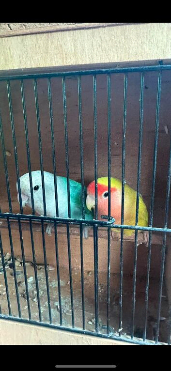 Breeding pair of love birds