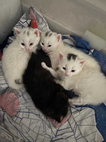 Beautiful kittens o