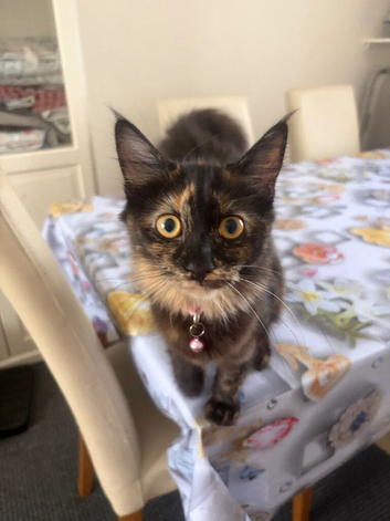 Kitten rehoming