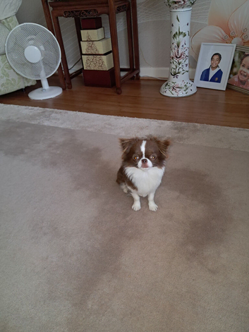 Chihuahua applehead long hair