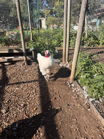 Cockerel