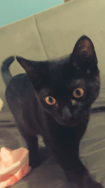 Male Kitten