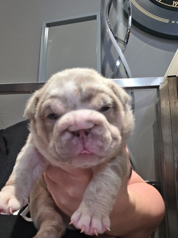 British bulldog pups