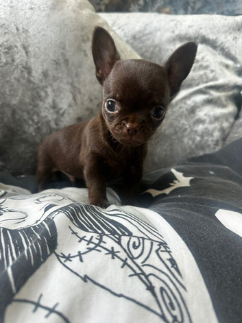 Dark chocolate male chihuahua ready now