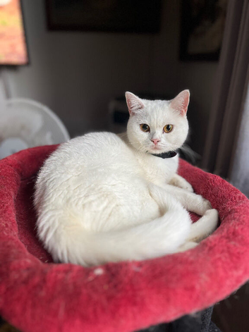 Last female British Shorthair kitten