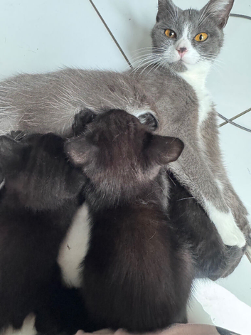 mixed breed kittens