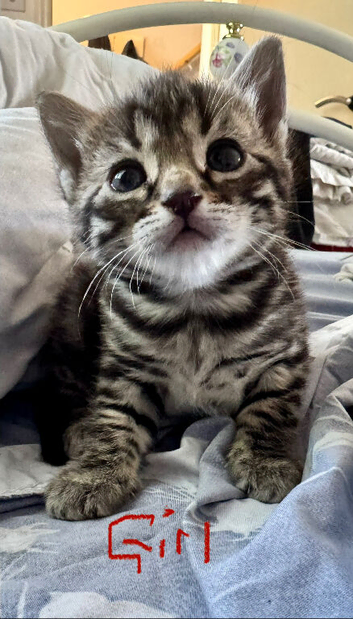 Bengal cross know have been reserved