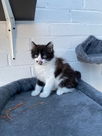 Kittens for sale