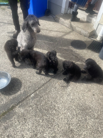 Shepadoodle puppies