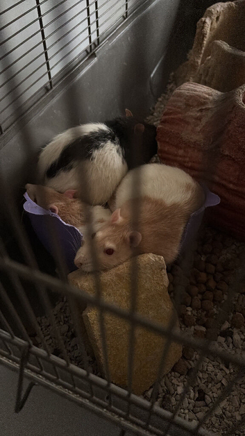 3 male rats and cage