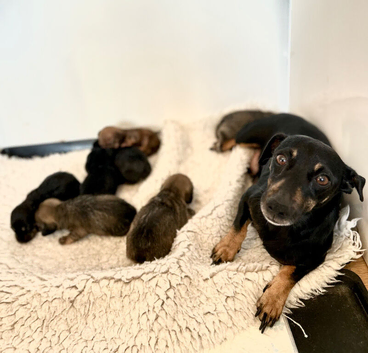 Daxie x jack Russel puppies available