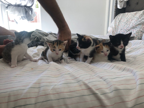 Kitten for sale