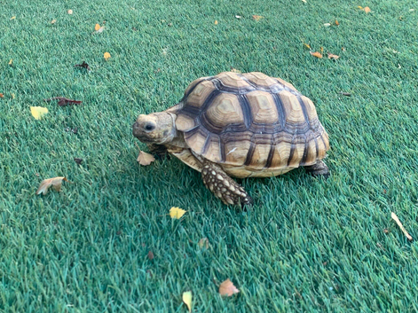Female Sulcata Tortoise for Sale