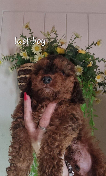 Beautiful boy cockerpoo