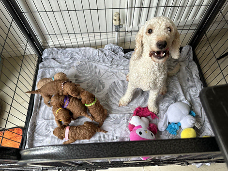 Cockapoo puppies