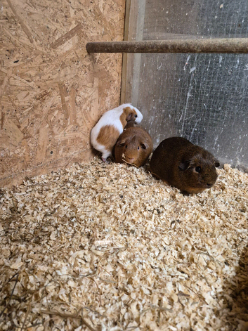 Male guinea pig