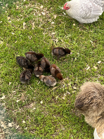 Silkie cross chicks available
