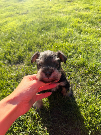 Pedigree mini schnauzers