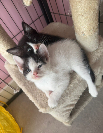 Half Pedigree Kittens