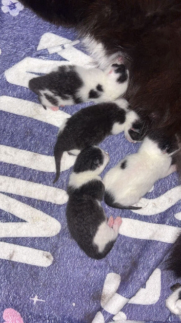 Black and white kittens