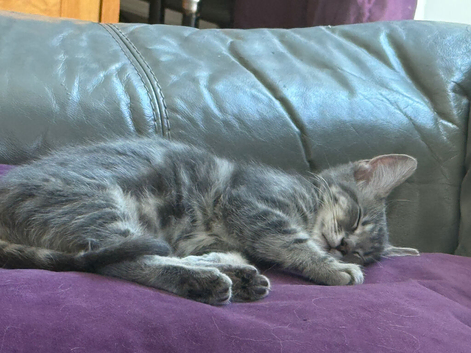 Part ragdoll kitten