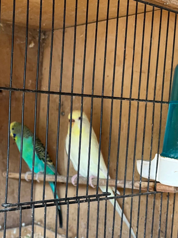 Proven pair of budgies