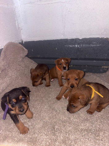 Lakeland terrier pups