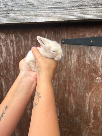Lionlop babies